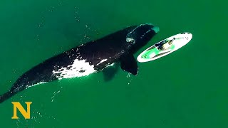 Giant Whale Approaches Unsuspecting Paddle Boarder [upl. by Brody742]