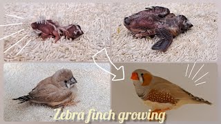 Zebra finch growth stages  Nenas birds [upl. by Ateloj631]