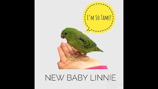 TAME BABY LINEOLATED PARAKEET  MY NEW PET [upl. by Rafaello]