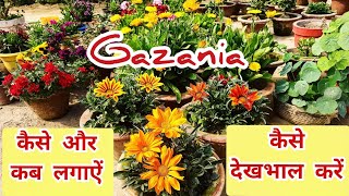 Gazania Plant  कैसे और कब लगाकरकैसे देखभाल करें [upl. by Nylrac232]