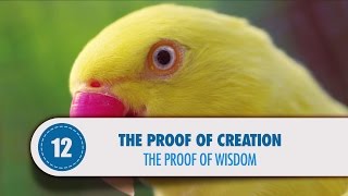 The Proof of Creation Chapter  12  The Proof of Wisdom [upl. by Photima]