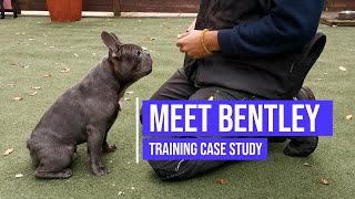 Helping a French Bulldog with aggression and resource guarding issues [upl. by Adara]