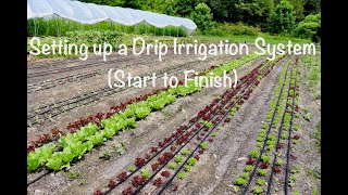 Setting up a Drip Irrigation System Start to Finish [upl. by Robma415]