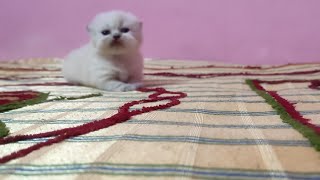 adorable new born kittens cute momentskittens videocats video [upl. by Anirtek]