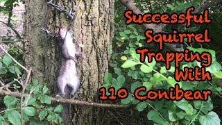 Successful Squirrel Trapping With 110 Conibear [upl. by Lamaj]