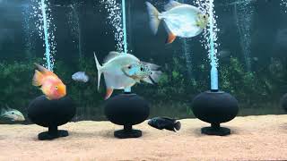 180 gallons American cichlids [upl. by Armond]