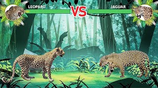 Leopard Vs Jaguar [upl. by Polik]