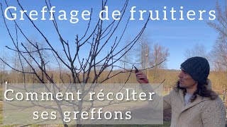 Greffage  Comment récolter et conserver ses greffons [upl. by Nireil513]