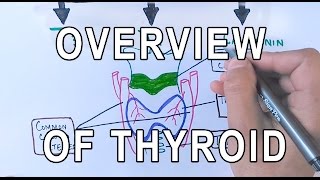 Thyroid Gland  Structure  Functions amp Diseases [upl. by Aneert]