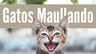 MAULLIDOS DE GATOS TIERNOS [upl. by Thea]