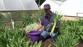 CHOOSING amp GROWING AGAPANTHUS [upl. by Grantham479]