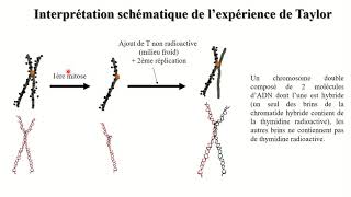 Bac S Chapitre 2 Activité 4 La réplication de lADN Partie 3 Expérience de Taylor [upl. by Malas]