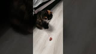 cat котки kitten смешнойкот cute смешныекоты catlover kitty funnycats funny shorts [upl. by Haran]