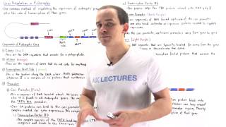 Gene Regulation in Eukaryotes [upl. by Eener]