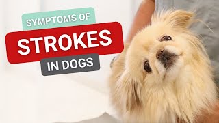 Symptoms of Strokes in Dogs [upl. by Vachil102]