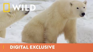 How Animals Survive in the Winter  Winter Wonderland  National Geographic Wild UK [upl. by Newra]