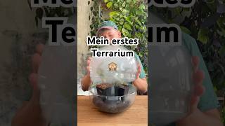 Erstes Terrarium einrichten 🪴🔮 shorts plants terrarium gardening plantcare [upl. by Kendre]