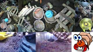 Time Lapse of Hermit Crab Live Stream October 15th  October 16th 2024 60x [upl. by Fernande]