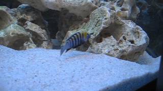 Metriaclima spec membe deep  Cynotilapia afra edwardi Cobue [upl. by Goldarina]