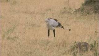 Secretary Bird [upl. by Donnell]