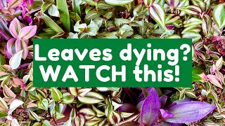 Why The Leaves On Your Tradescantia Are Dying  Tradescantia Care Guide [upl. by Griggs105]