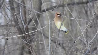 Jaseur dAmérique  Cedar Waxwing  Bombycilla cedrorum [upl. by Celia]