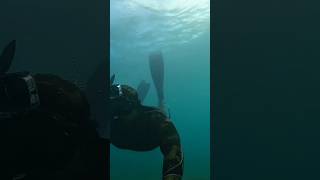 Spearfishing for Parrot Fish in tropical Island Puerto Rico Spearfishing spearo island [upl. by Wilkie]