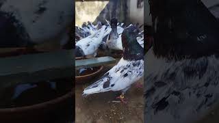 Rampuri chandakhani kabootarrampuripigeon marketkabutar pigeon [upl. by Aramois780]