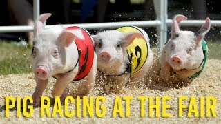 AllAlaskan Racing Pigs take over the fair [upl. by Nivrek]