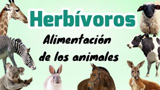 Animales herbívoros [upl. by Euqirrne]