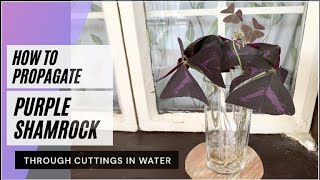 HOW TO PROPAGATE OXALIS TRIANGULARIS PUPLE SHAMROCK IN WATER  WATER PROPAGATION I HOUSE PLANTS [upl. by Enitsej]