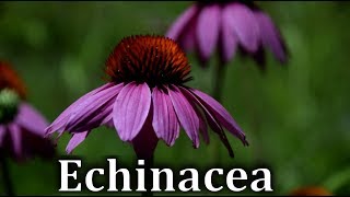 How to Identify Echinacea or Cone Flower Echinacea purpurea  Wild Medicinal Plants [upl. by Seiter]