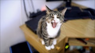 The Most Talkative amp Vocal Tabby Cat In The World [upl. by Esinrahc389]