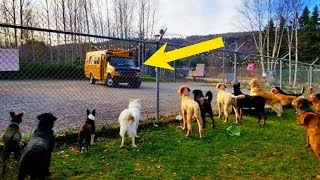 School Bus Takes Pups To Doggy Daycare Every Morning In The Cutest Way Imaginable [upl. by Bertero]