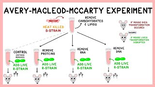 Avery Experiment DNA as the Transforming Principle [upl. by Carn]