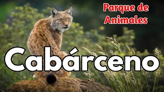 CABÁRCENO Parque de Animales 4K 🟢 GUÍA DE VIAJE 📌 ¿Vale la pena visitarlo  Cantabria  España [upl. by Mohandis525]