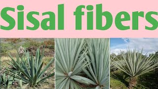 Sisal fibers  Leaf fibers [upl. by Brendon]