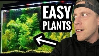 My Top 10 Easy Beginner Aquarium Plants [upl. by Eylk]