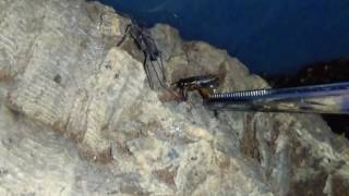 Damon diadema tailless whip scorpion feeding [upl. by Roby]