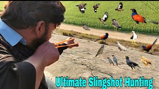 Ultimate Birds Hunting With Handmade Slingshot [upl. by Bogusz]