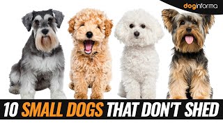 10 Small Dog Breeds That Dont Shed  Non Shedding Hypoallergenic Small Dogs [upl. by Stahl]