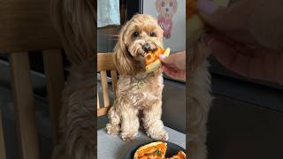 LA MAMMA HA CUCINATO LA PIZZA 🍕 dogsofyoutube dogrecipes maltipoo [upl. by Filide]