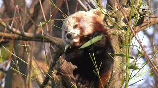 VeggieSnacks für die Roten Pandas im Tierpark Berlin  Veggie snacks for the Red Pandas [upl. by Linet120]