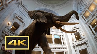 Natural History Museum New Dinosaur Exhibit Walking Tour in 4K  Washington DC [upl. by Kappenne]