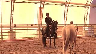 Jungpferde • Anreiten • Horsemanship • Jungpferdetraining • Jungpferdeausbildung • Pferdehof Duif [upl. by Ahsiyn]