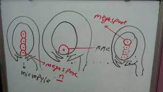 Embryo sac part 1female gametophytemonosporic embryo sacbisporictetrasporicmegaspore mothercell [upl. by Winifield575]