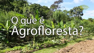 O que é Agrofloresta [upl. by Ettenwahs]