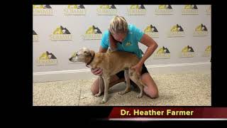 Dr Farmer  Administering a Summit injection  Canine [upl. by Nnaik]