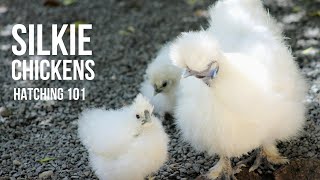 5 Minute Hatching Guide for your silkies [upl. by Kling]