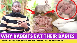 Rabbit Farming Why Rabbits Eat Their Babies And How To Avoid It [upl. by Jt]